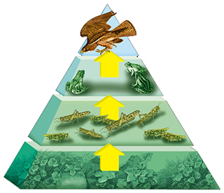 potravní pyramida