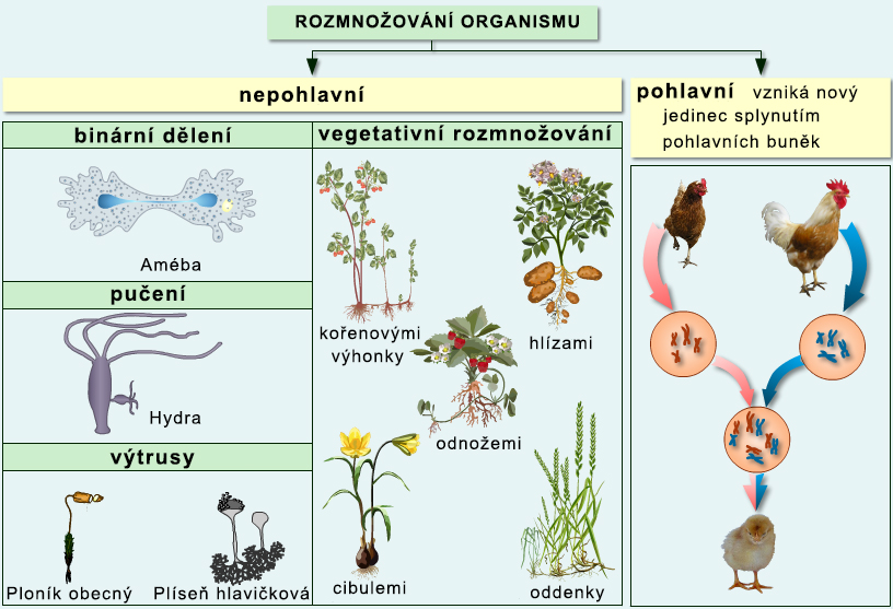 Pohlavní a nepohlavní, vegetativní rozmnožování organismů